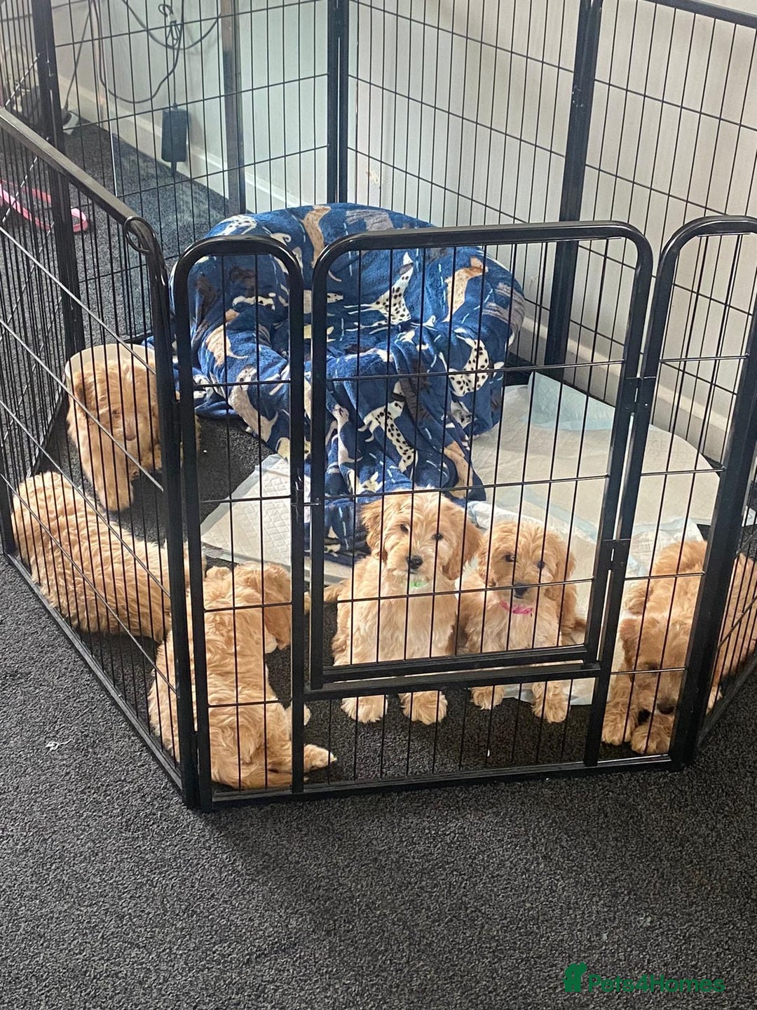 Cockapoo dogs for sale: STUNNING F1 COCKAPOO PUPPIES  - Image 21