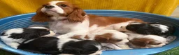 Cavalier King Charles Spaniel dogs for sale: 🐾Cavalier King Charles Spaniels- Dad DNA tested🐾 - Advert 1