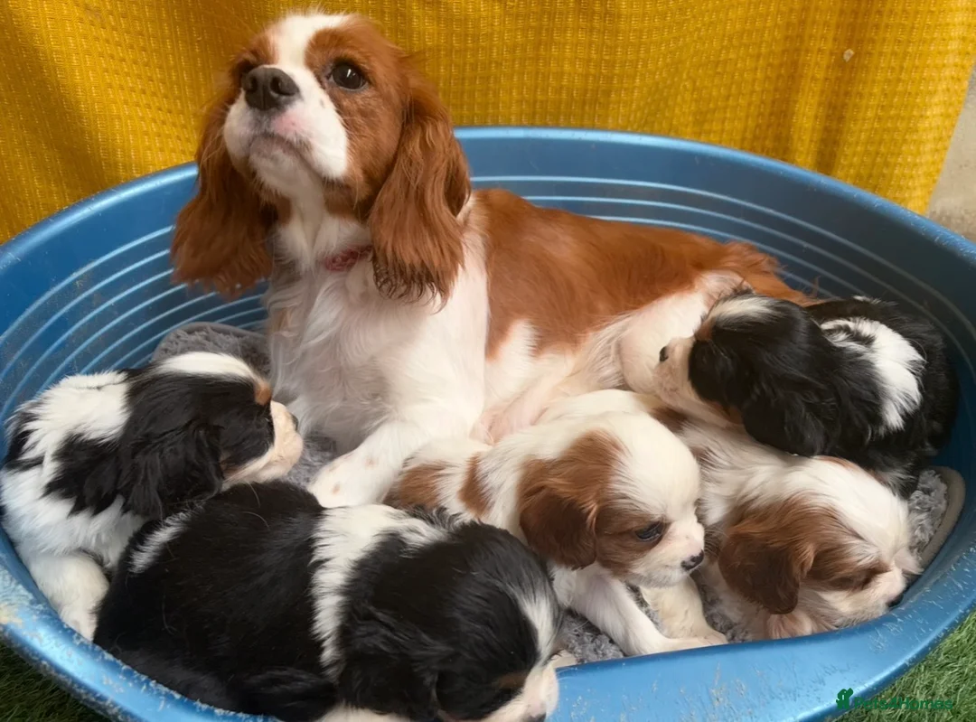 Cavalier King Charles Spaniel dogs for sale: 🐾Cavalier King Charles Spaniels- Dad DNA tested🐾 - Advert 1
