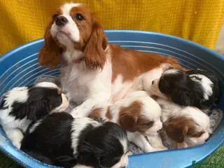 Cavalier King Charles Spaniel dogs for sale: 🐾Cavalier King Charles Spaniels- Dad DNA tested🐾 - Advert 1