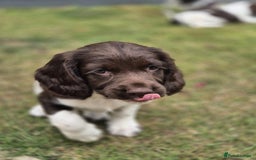 English Springer Spaniel dogs for sale: KC Reg. READY NOW. English Springer Spaniel 8 WKS - Image 20