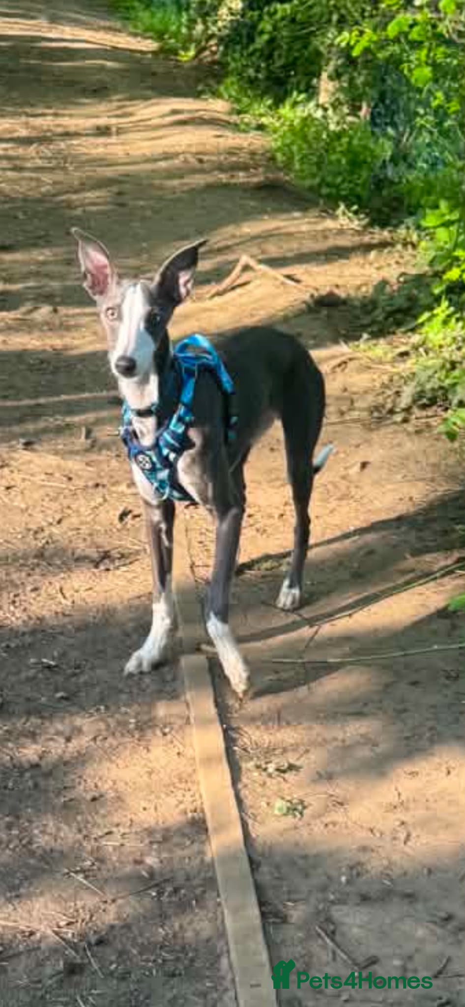 Whippet dogs 10 month old whippet - Advert 16