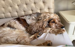 Cocker Spaniel dogs for sale: SHOW cocker spaniel puppies  - Image 3