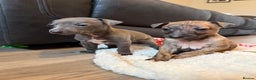Mixed Breed dogs for sale: Italian Greyhound x Whippet - “Wiggies”  - Advert 1