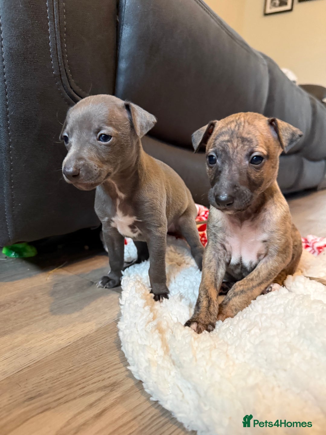 Mixed Breed dogs for sale: Italian Greyhound x Whippet - “Wiggies”  - Advert 1