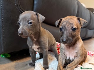 Mixed Breed dogs Italian Greyhound x Whippet - “Wiggies” - Advert 2