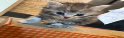 Perdoll cats for sale: beautiful fluffy persian cross ragdoll kittens - Advert 19