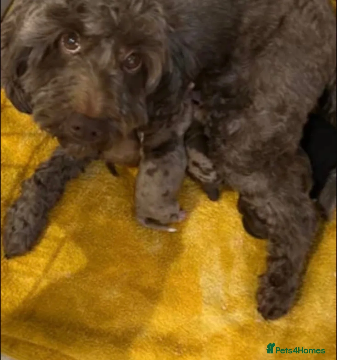 Sproodle dogs for sale: Two beautiful male sproodles  - Advert 8