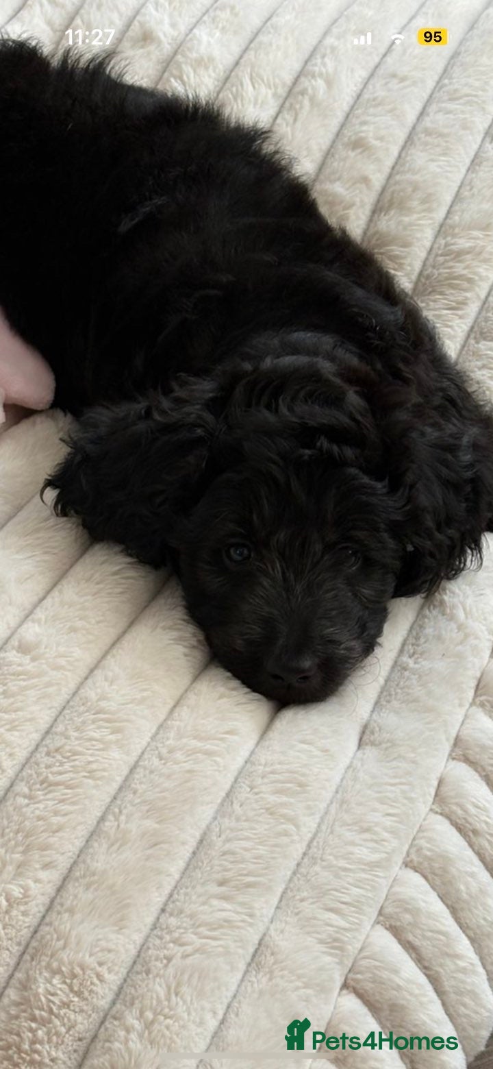 Goldendoodle dogs Silver golden doodles  - Advert 6