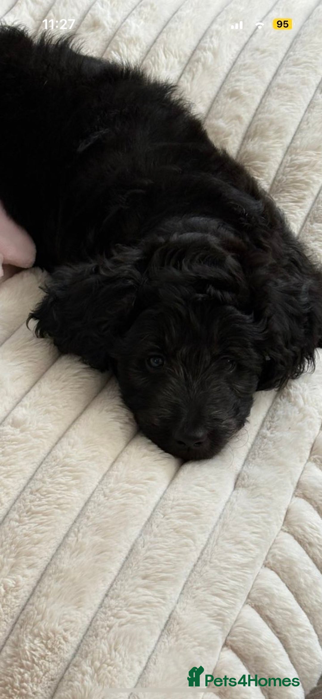 Goldendoodle dogs for sale: Silver golden doodles  - Image 1