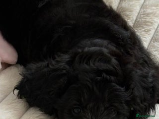 Goldendoodle dogs - Advert 1