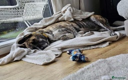 Mixed Breed dogs for adoption: Keira A gentle giant with a goofy grin needs home  - Image 5