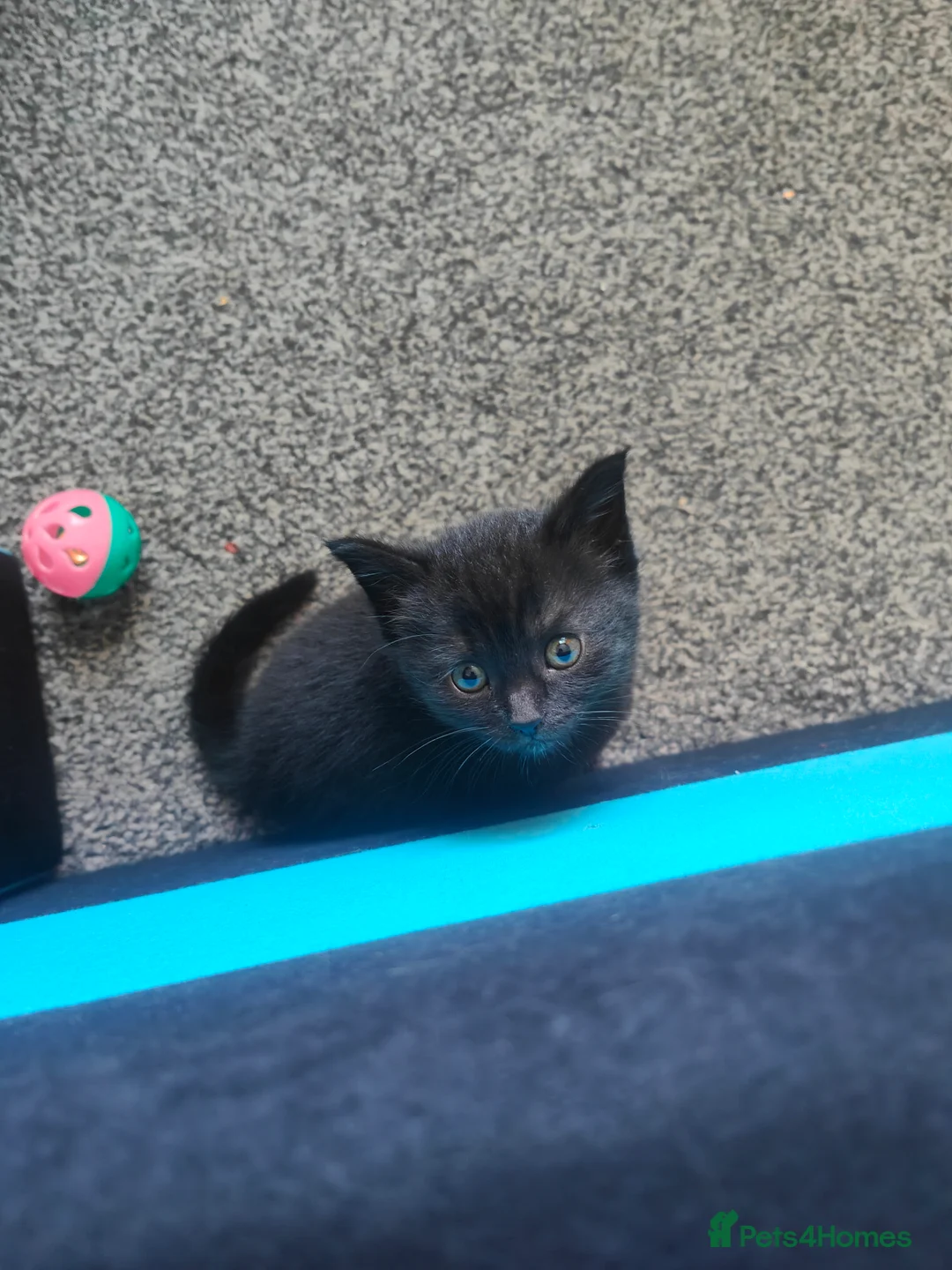 Mixed Breed cats for sale: Beautiful kitten  - Advert 2