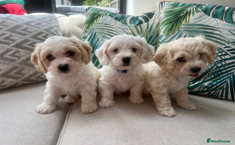 Cavachon dogs - Advert 2