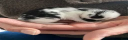 Mixed Breed rabbits for sale: X3 bunnies  - Advert 6
