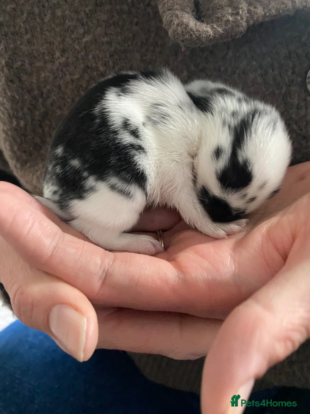 Mixed Breed rabbits for sale: X3 bunnies  - Advert 6