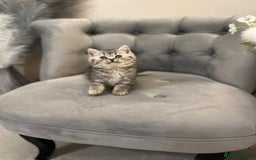 British Shorthair cats for sale: Silver Spotted Full Pedigree Registered BSH - Image 21