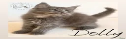 Maine Coon cats for sale: High Smoke, Smoke and Solid Pedigree Maine Coon’s - Advert 15