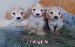 Cockapoo dogs for sale: ⭐️VERY RARE TOY Cockapoo Puppies⭐️🐶 - Image 3