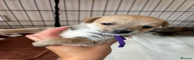 Foxy