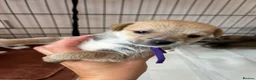 Jack Russell dogs for sale: Jack russel puppies to reserve - Advert 14
