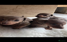 Dachshund dogs for sale: Dachshund puppies  - Image 3