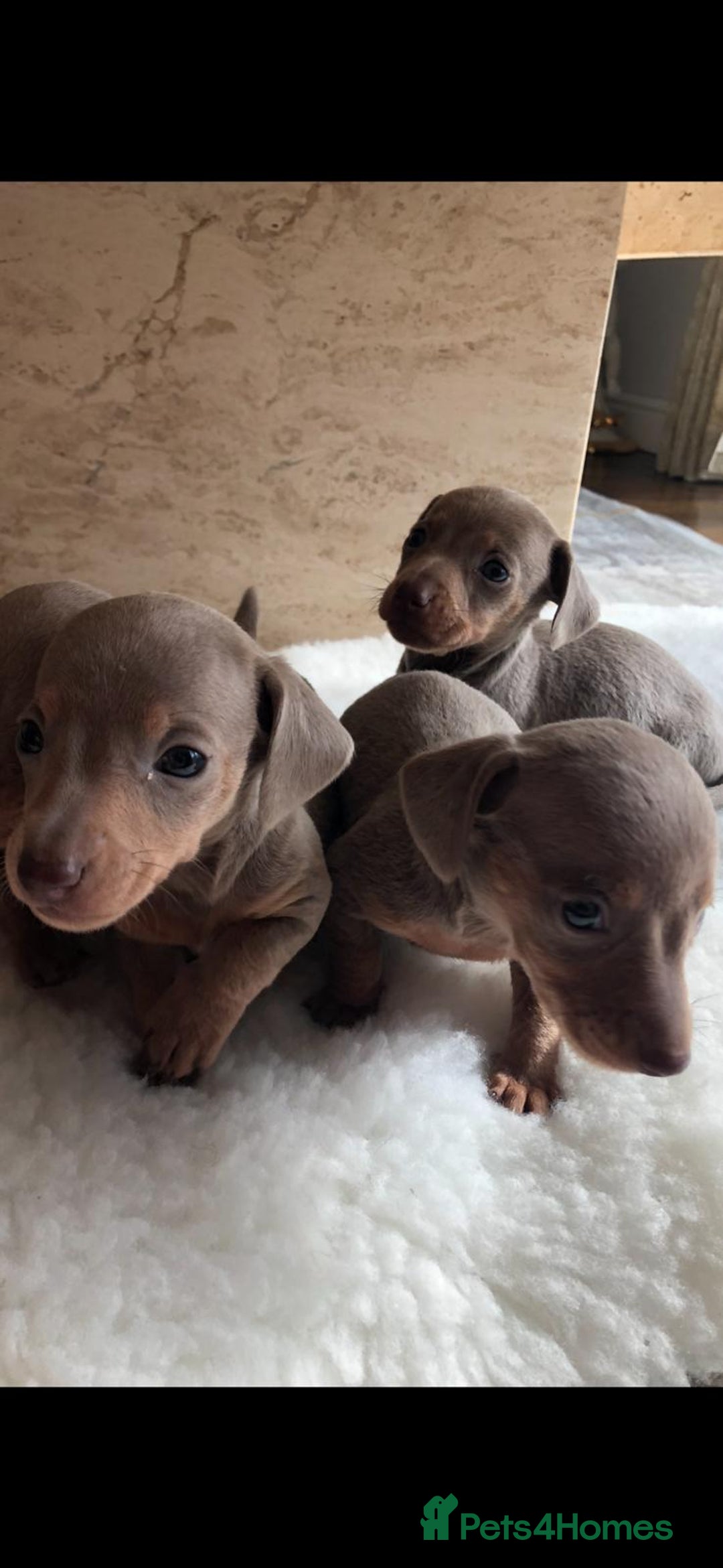 Dachshund dogs for sale: Dachshund puppies  - Image 3