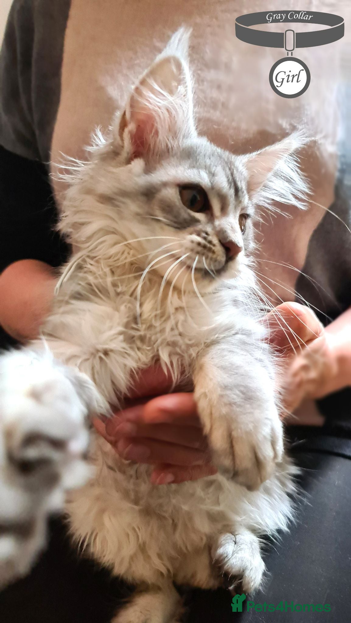 Maine Coon cats Stunning Maine Coon Kittens Ready - Advert 2