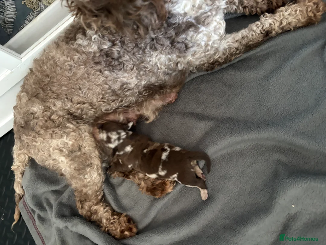 Doxiepoo dogs for sale: MERLE DOXIEPOOS BOTH PARENTS HEALTH TESTED  - Advert 1