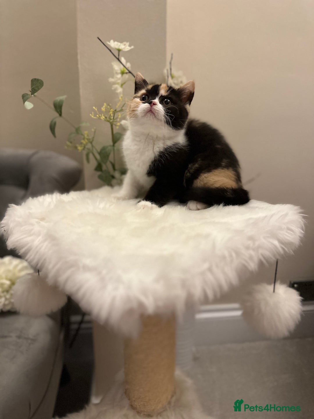 British Shorthair cats for sale: Blue/Lilac/Bicolour & Tortie Full Pedigree Reg BSH - Image 16