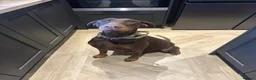 Dobermann dogs for sale: Beautiful family dobermans  - Advert 5