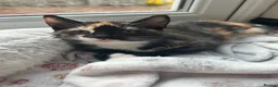 Mixed Breed cats for sale: 1 girl left looking for her new home  - Advert 3