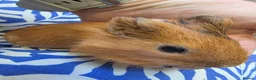 Guinea Pig rodents for sale: Female guinea pigs  - Advert 9