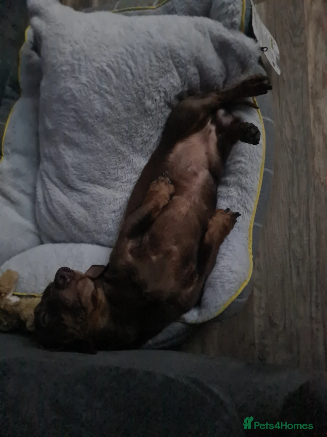 Miniature Dachshund dogs for stud: MASTER DUKE 🐶 miniature dashshund for stud in Wisbech - Advert 9