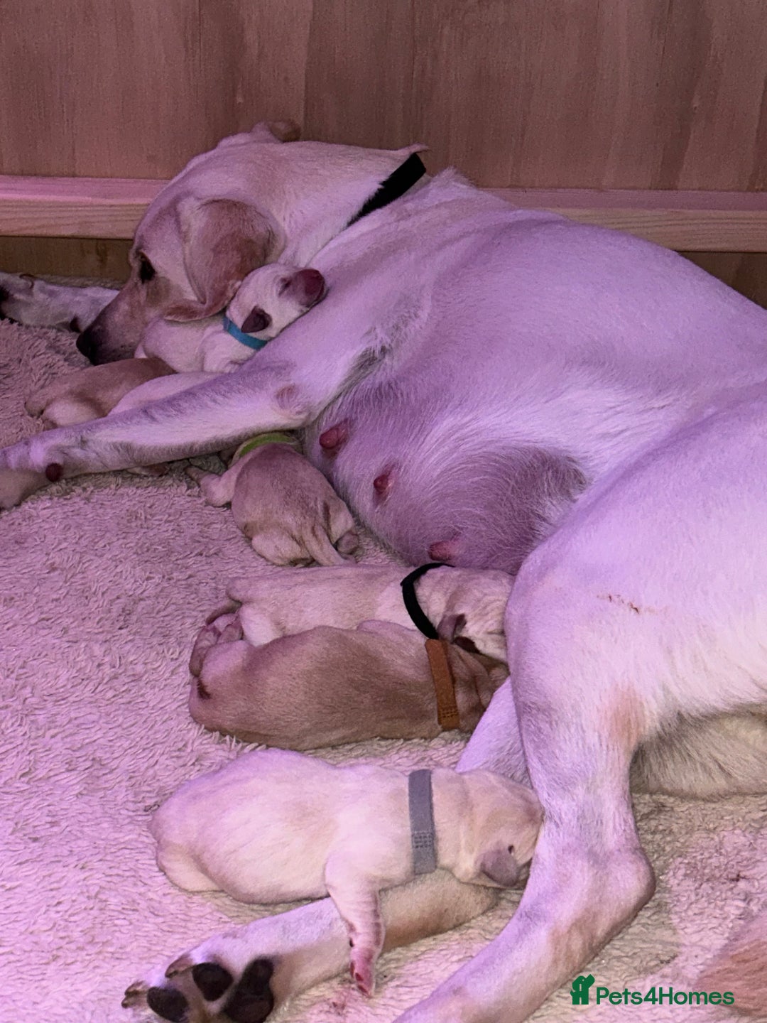 Labrador Retriever dogs for sale: 🐾🥰 Only 4 beautiful boys left  - Image 3