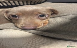 Miniature Dachshund dogs for sale: Miniature Daschund Puppy - Image 2