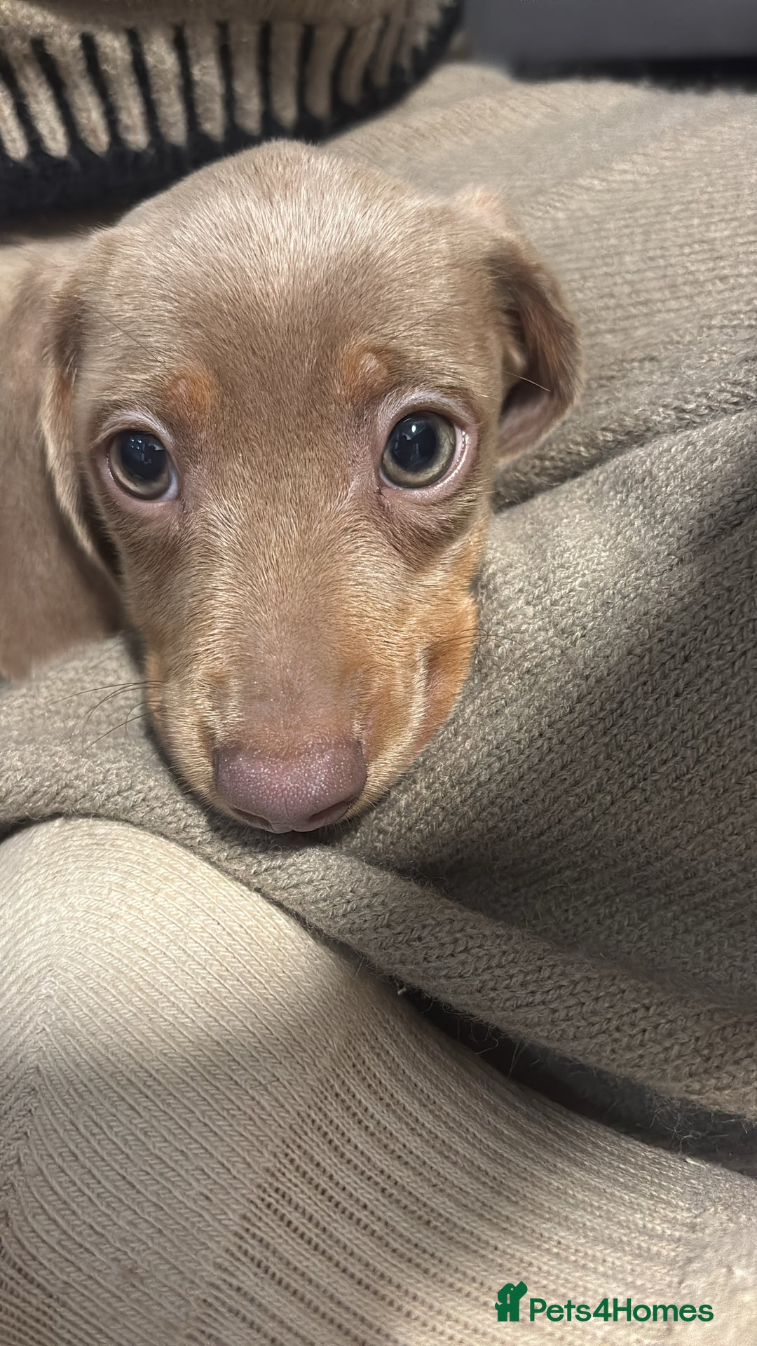 Miniature Dachshund dogs for sale: Miniature Daschund Puppy - Image 2