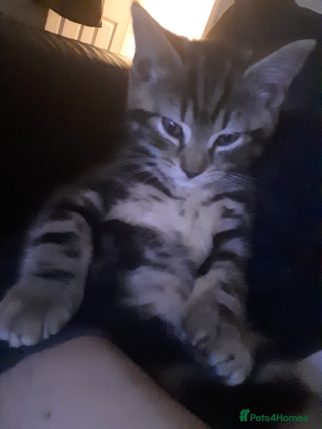 Mixed Breed cats for sale: 1 beautiful tabby boy and 1 grey short-haired boy - Advert 4