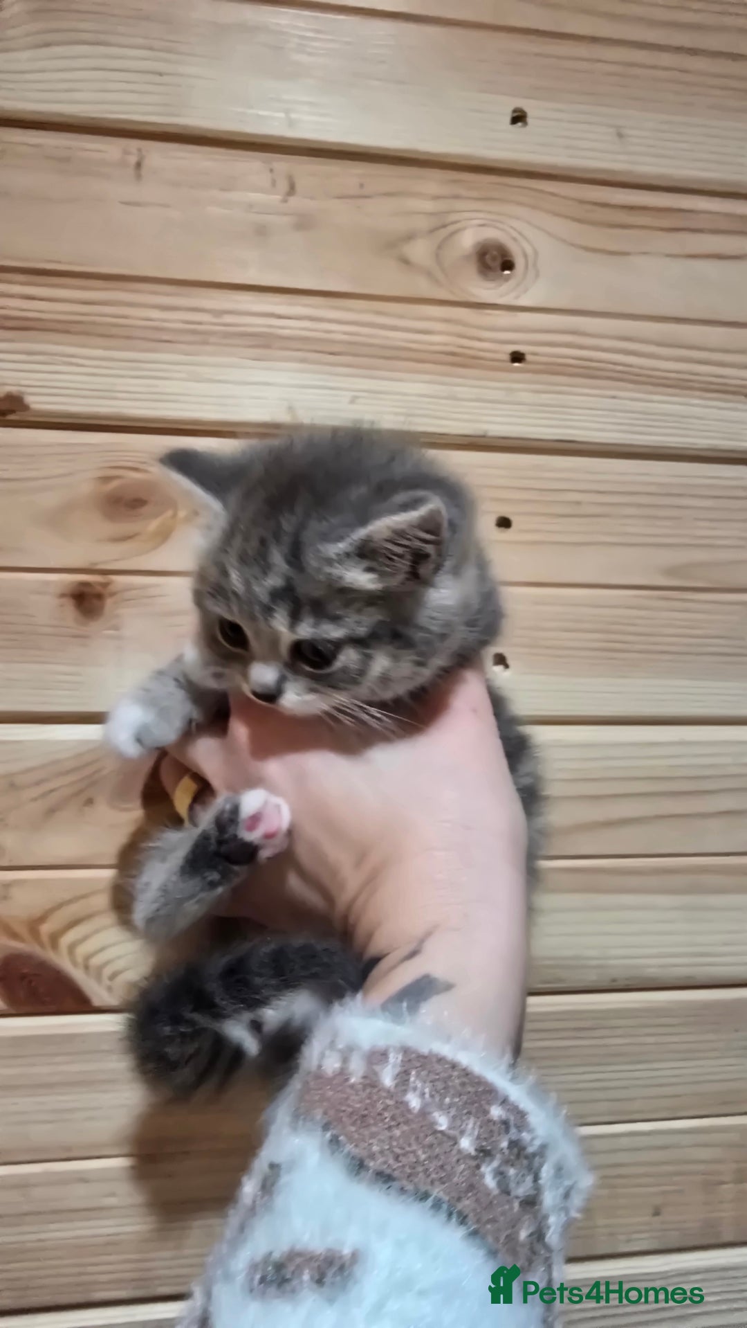 British Shorthair cats for sale: British short hair x ragdoll x - Advert 5