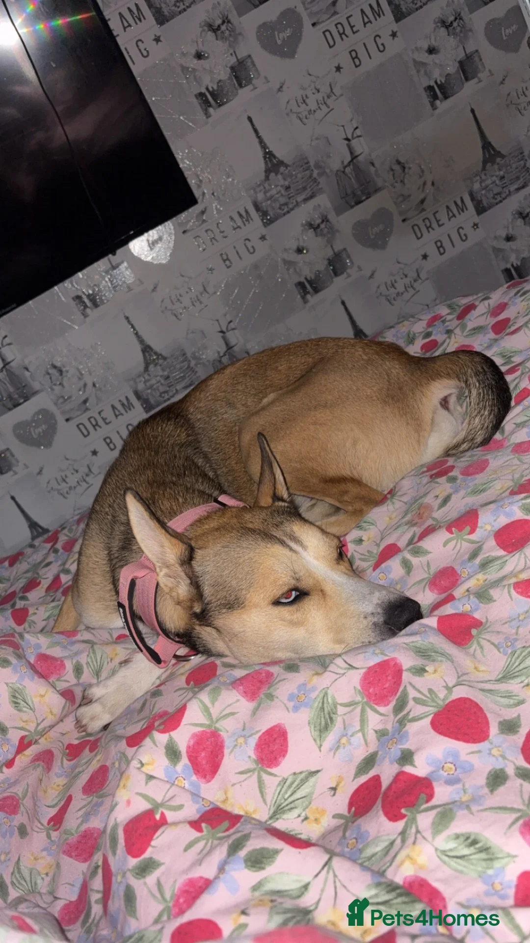 Mixed Breed dogs for sale: Lola 18 months old  in Runcorn - Advert 4