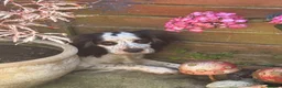 Mixed Breed dogs for sale: Patterdale Terrier × Cocker Spaniel Puppies in King's Lynn - Advert 11