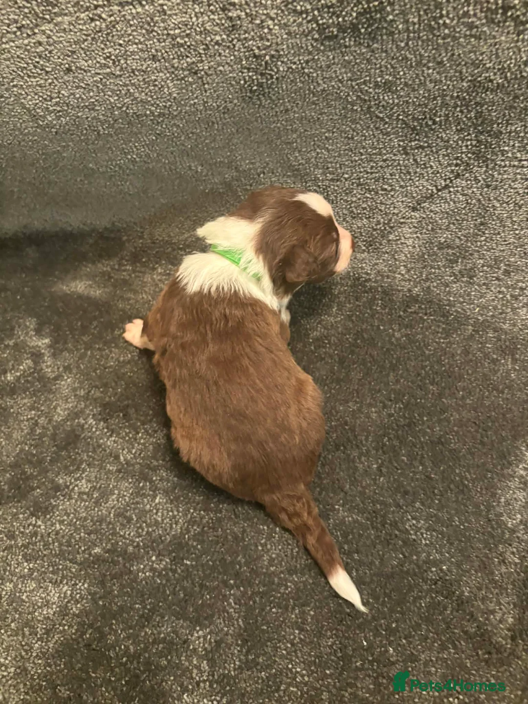 Border Collie dogs for sale: 8 Gorgeous Border Collie Puppies for Sale  - Advert 15