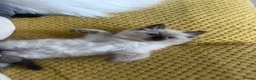 Ragdoll cats for sale: Pure Ragdoll kittens - Advert 18