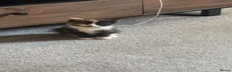 Mixed Breed cats for sale: Tortoise she female kitten - Advert 2