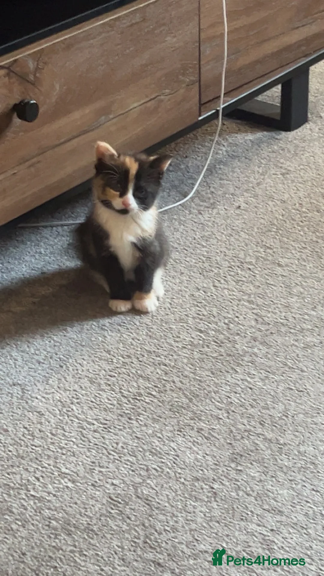 Mixed Breed cats for sale: Tortoise she female kitten - Advert 2