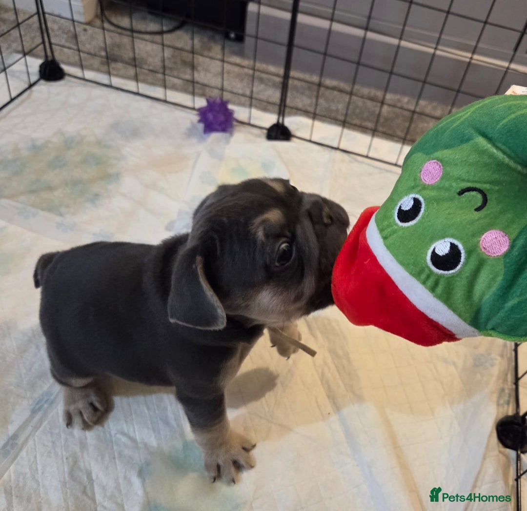 French Bulldog dogs for sale: 3x beautiful girl french bulldog puppies  - Advert 23