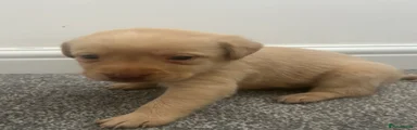 Labrador Retriever 4