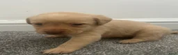 Labrador Retriever dogs for sale: Kc Labrador retriever  in Worcester - Advert 7