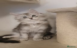 Maine Coon cats for sale: pure maine coon kittens - Image 12