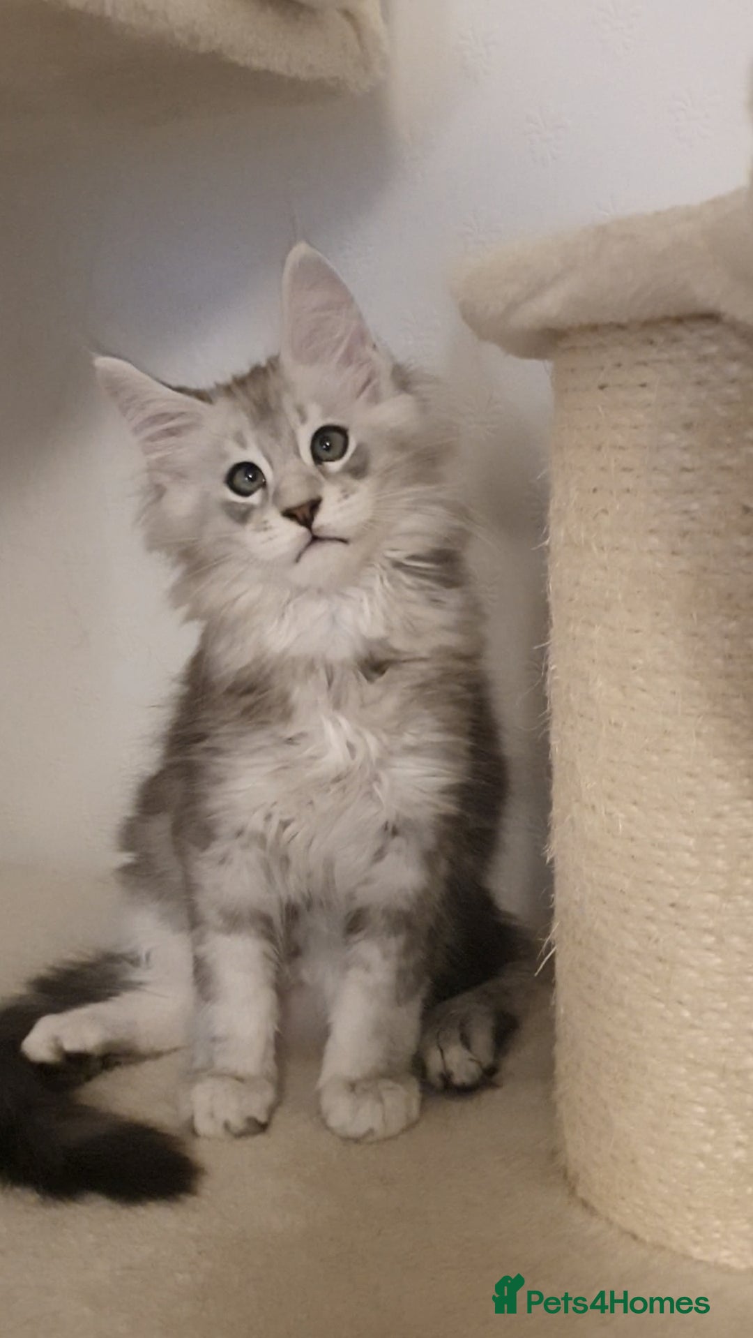Maine Coon cats for sale: pure maine coon kittens - Image 12